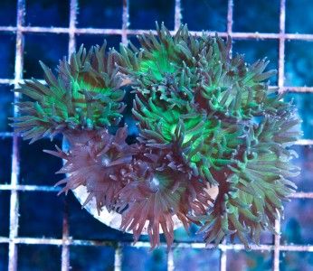 AAF* LE Live Coral Aussie Duncans Duncanopsammia LPS  