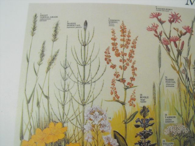 Meadow Plants Placemat, unused , British Museum 1981  