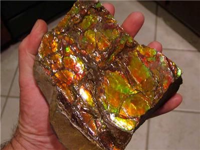 25 3lbs AMMOLITE Ammonite Fossil Gemstone Specimen  