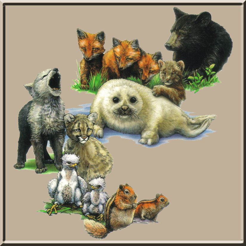 Bear Cub Fox Kit Cougar Harp Seal Wolf Pup Wildlife T Shirt S,M,L,XL 