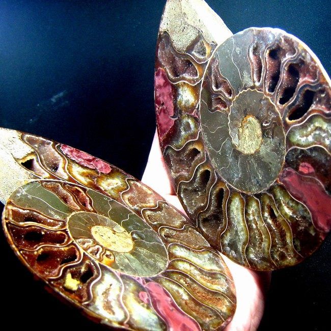 143mm Ammonite Fossil Cut In Half,Africa ammd9ixa216  