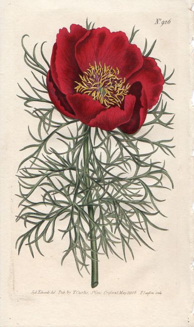 CURTIS BOTANICAL 1806 Vol 24   H/C Peony   926  