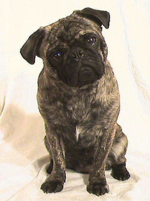 This Is LORD PUGSLEY OF SIMOE our handsome male brindle Pug born Dec 