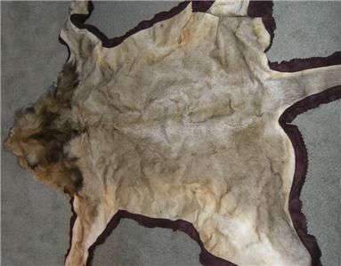 TAXIDERMY AFRICAN LION RUG 10 PLUS FOOTER MUSEUM QUALITY  