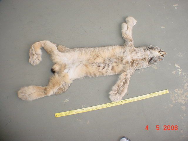 Canadian Lynx pelt tanned wild fur trapped hide/skin  