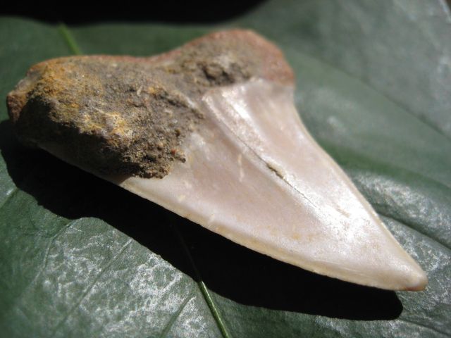 MAKO SHARK TOOTH FOSSIL Fish Teeth Megalodon  