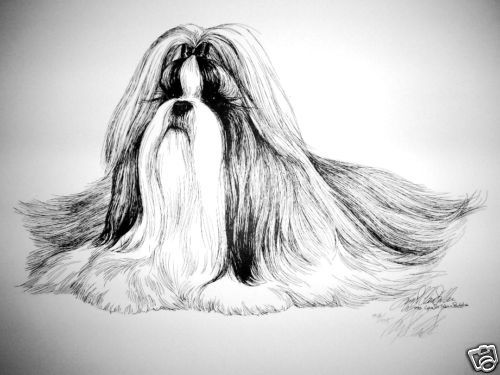 Shih Tzu Elegance By Lyn St.Clair  