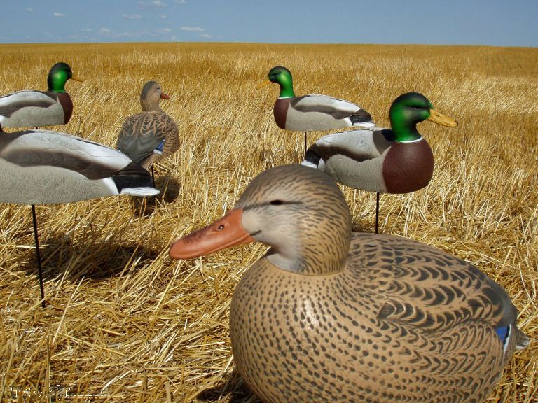   GREENHEAD GEAR MALLARD ACTIVE SHELL DUCK DECOYS 700905701667  