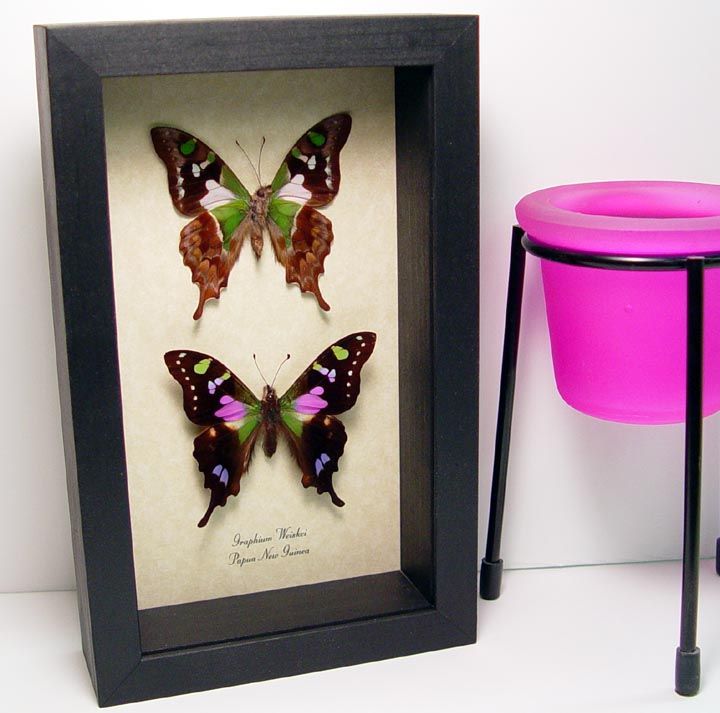 PAIR STUNNING FRAMED PURPLE GREEN REAL BUTTERFLIES 229p  