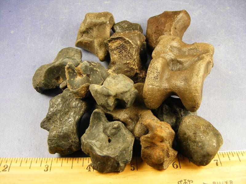 FOSSILS  TEACHER SPECIAL BULK BUY CARPAL TARSAL BONES  