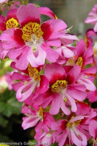 Colorful orchid like flowers stand above attractive fern like foliage 