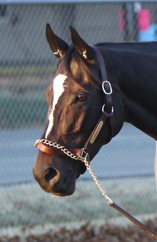 ZENYATTA 11*14 PHOTO BREEDERS CUP 10 GLORIOUS  