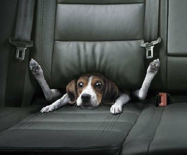 HDP Car Lookout Car Pet Booster Seat Dog Travel  