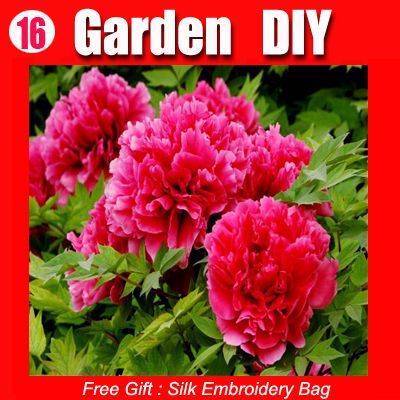 20 Seed Chinas Flower He Dinghong Peony Seeds Red New seeds 16  