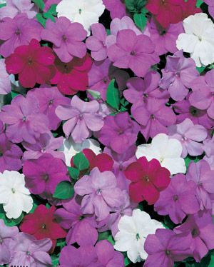 Impatiens Tempo Series Wedgewood Mix Seed  